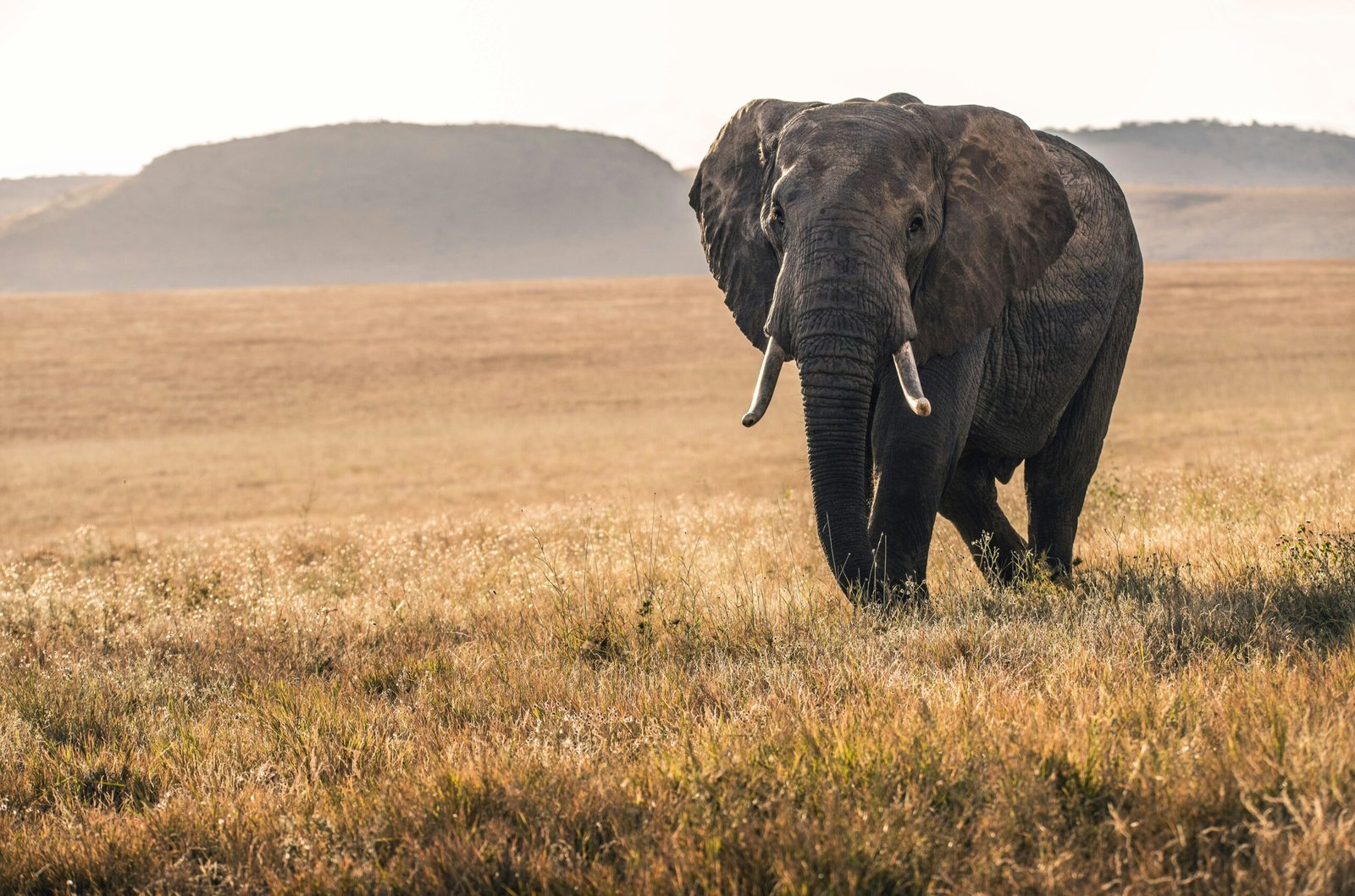 African elephant walking through golden savanna grassland in Kenya on a safari