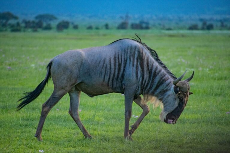 Great Wildebeest Migration - Wildebeest grazing on green savannah