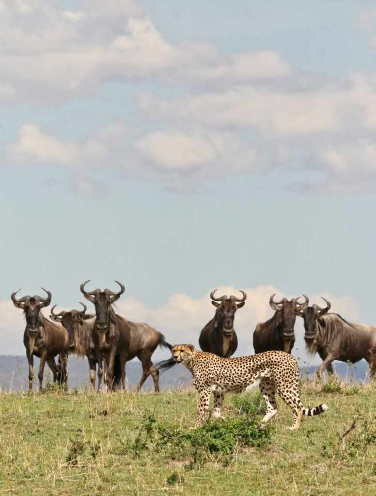Great Wildebeest Migration - Cheetah standing near wildebeest herd in Masai Mara