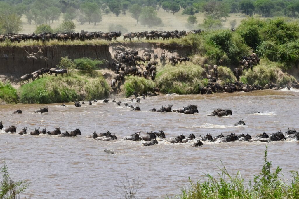 Great Wildebeest Migration - Massive herd crossing the Mara River